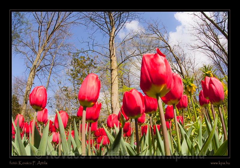 Keukenhof Hollandia 084.jpg